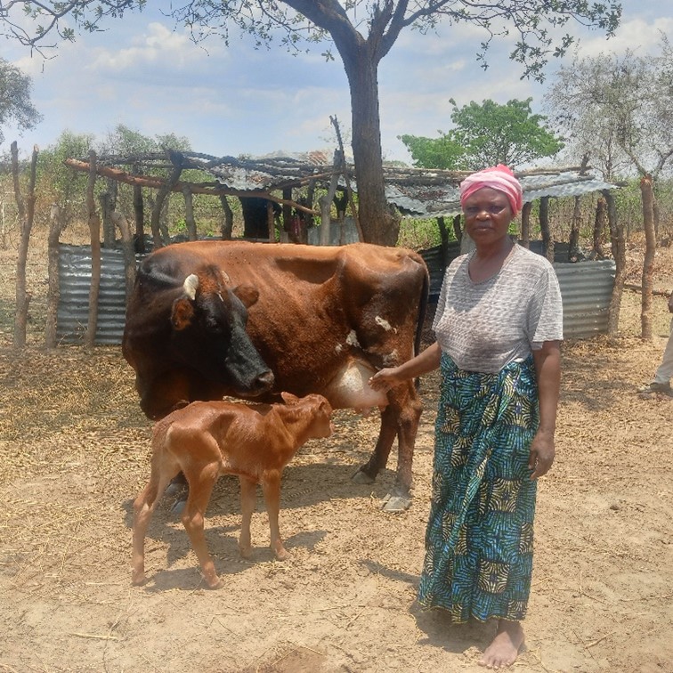 Transforming Livelihoods with Artificial Insemination