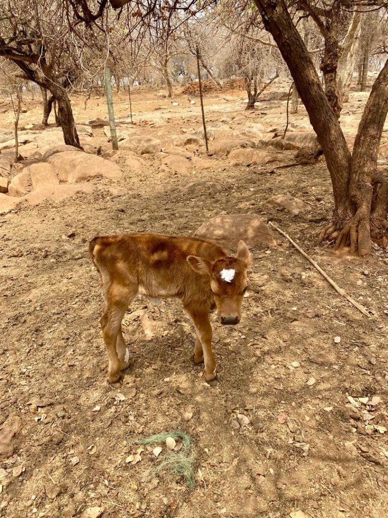 🌟 JERSEY Project: Welcoming Our First Calf! 🐄