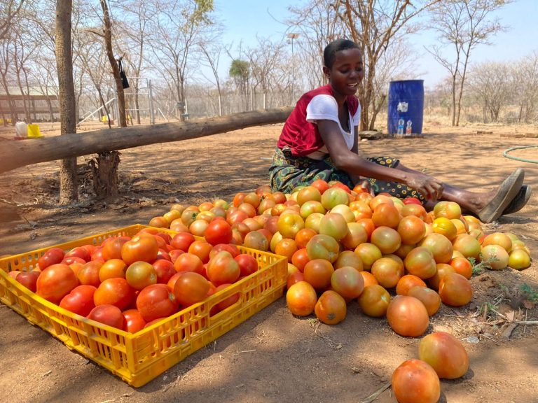 Turning Tomatoes into Opportunities
