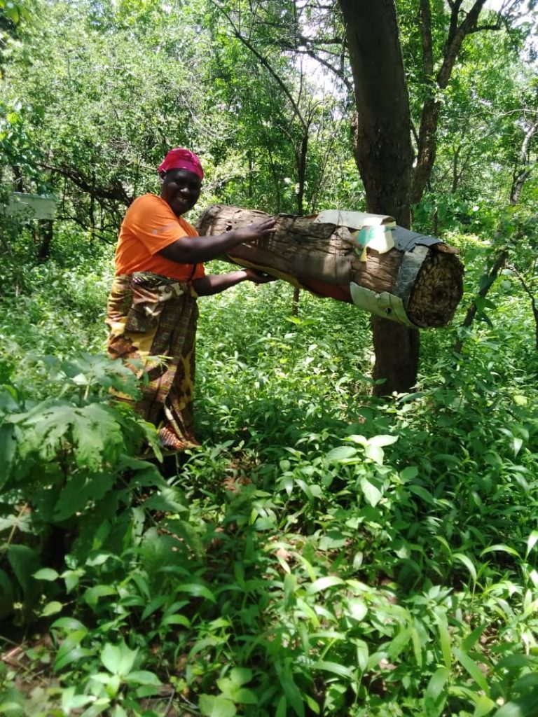 From Bark to Business Transformation