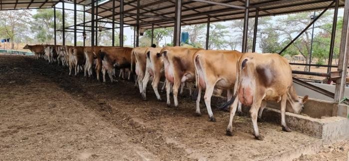 Lubotu Dairy Farm’s Triumph in the Jersey Herd Competition