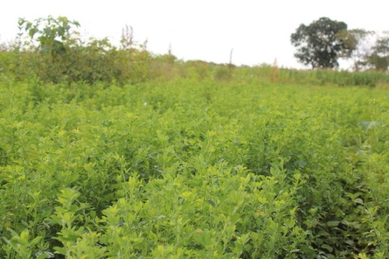 Turning Green Fields into Gold