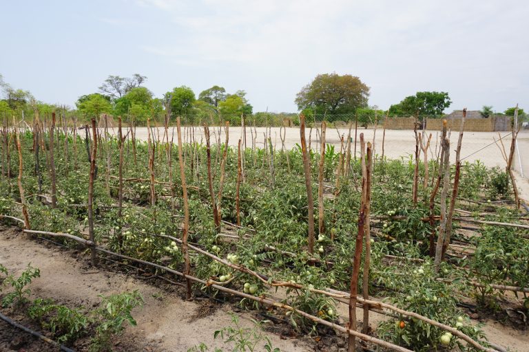 Field Monitoring Visit | SLIN Project