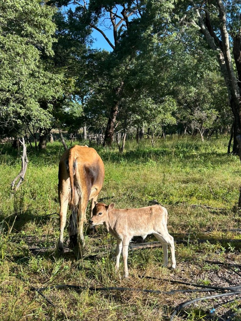 Celebrating a New Life