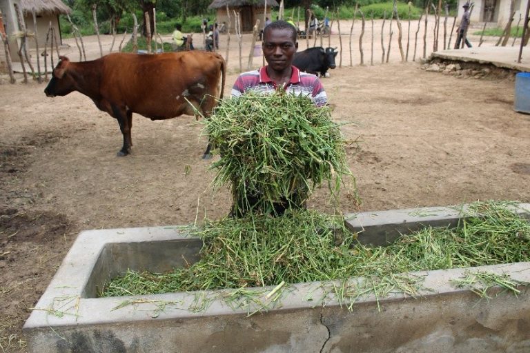Transforming Dairy Farming Through Climate-Smart Practices in Zambia