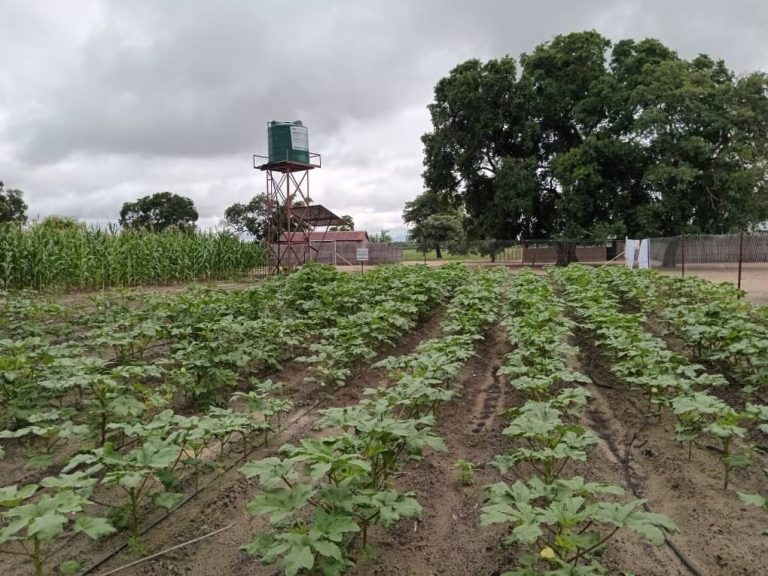 From Barren Ground to a Thriving School Garden